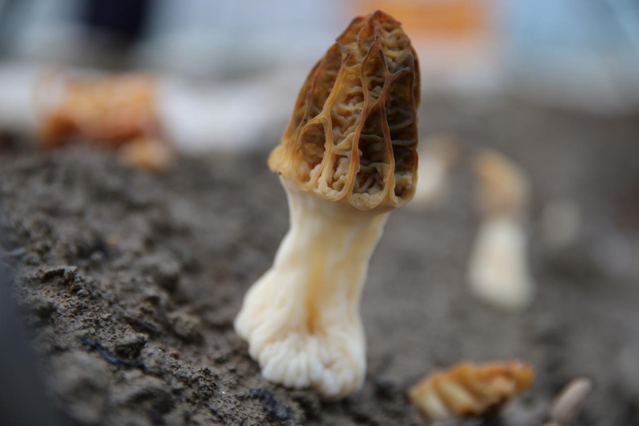 信阳潢川:小小羊肚菌 致富主力"菌"-大象网