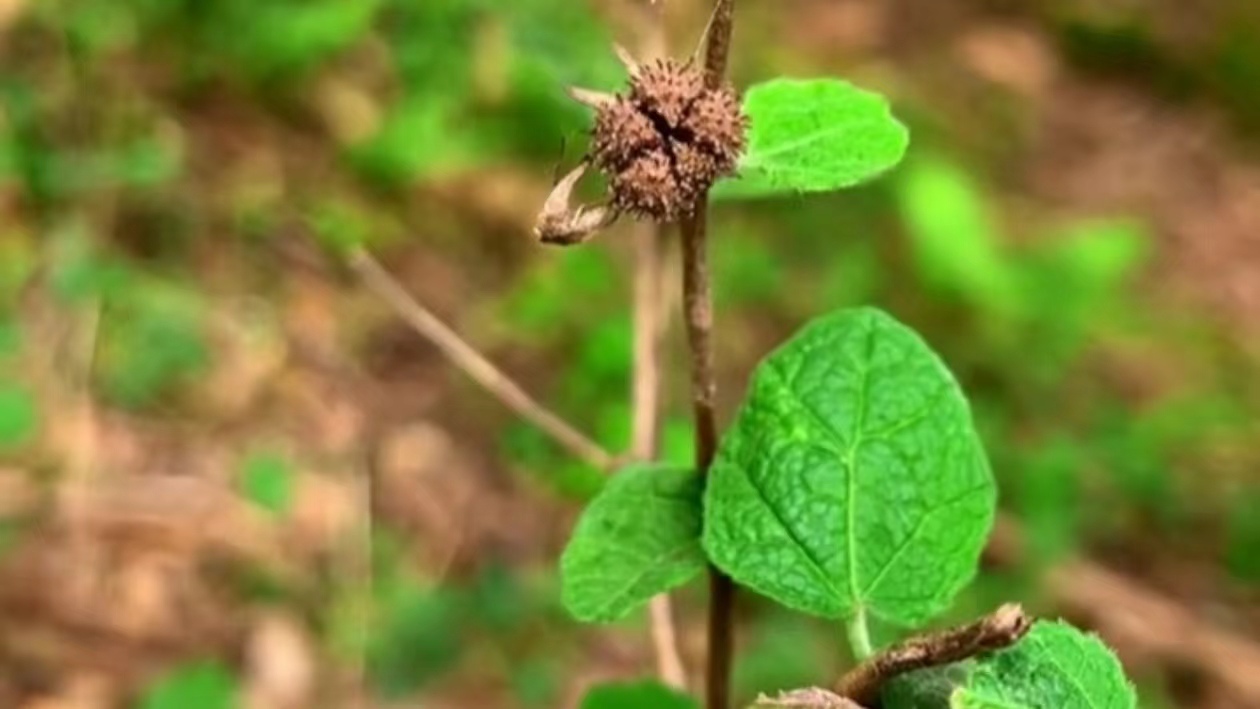 野生地桃花的图片大全图片