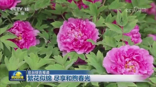 【央视联播关注河南洛阳】繁花似锦 尽享和煦春光