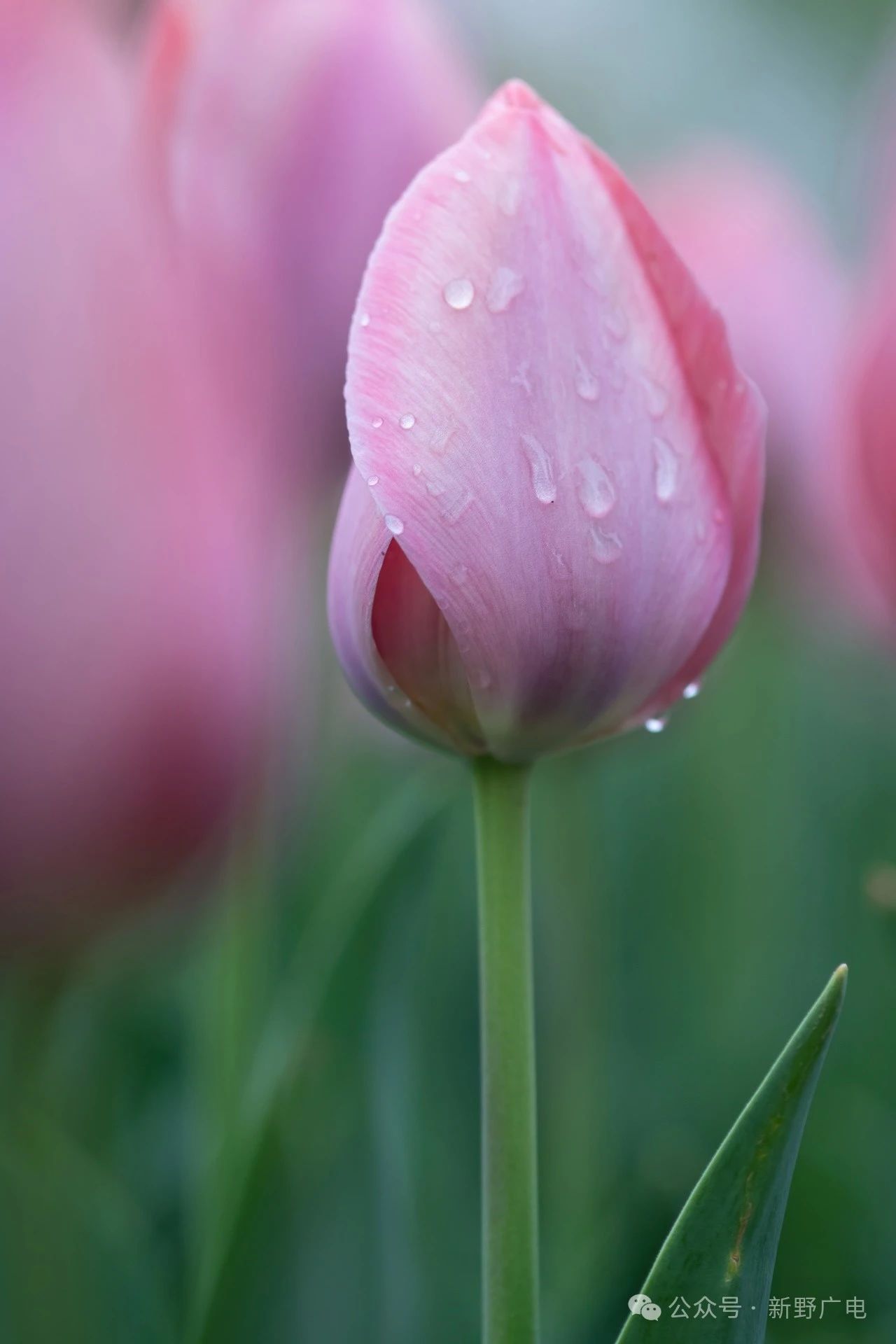 在新野,雨中观花,浪漫了整个春天