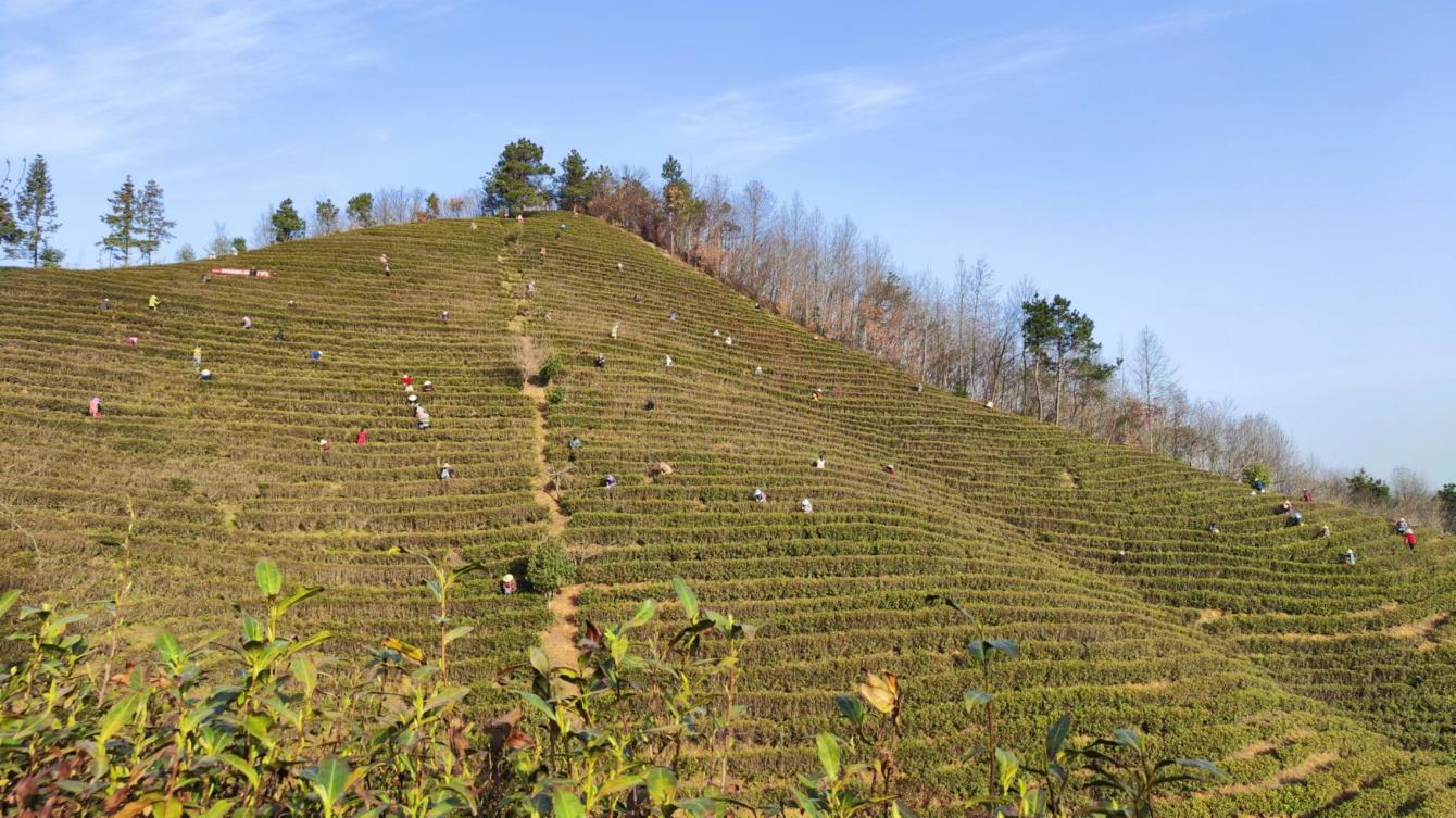 光山县白雀园镇:春日采茶忙 乡村好"丰"景-大象网