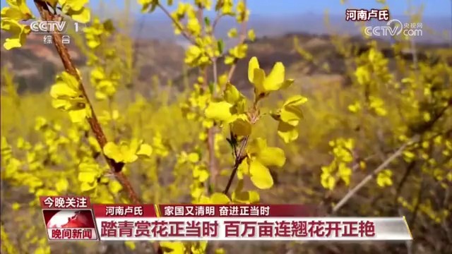 【央视关注三门峡卢氏】踏青赏花正当时 百万亩连翘花开正艳