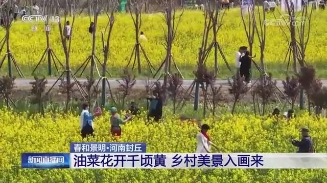 【央视关注河南封丘】油菜花开千顷黄 乡村美景入画来