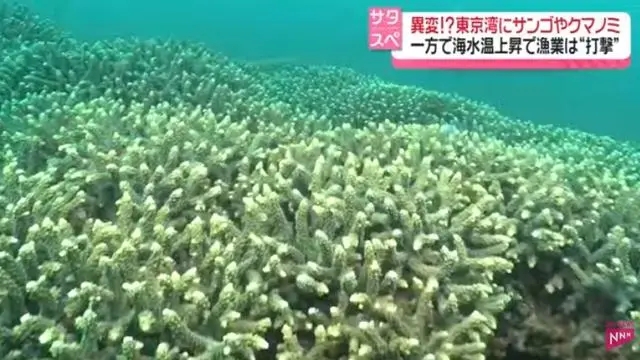 日本东京湾因海水升温现“奇异景象”，鱼类变化，渔民转行