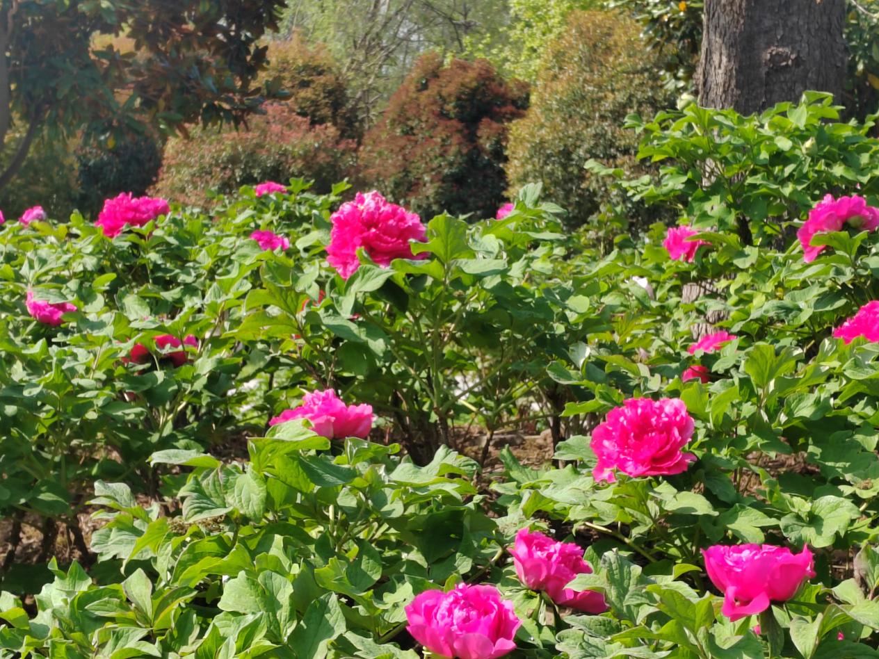 汝南县:牡丹花开惹人醉 千年古县展新颜-大象网