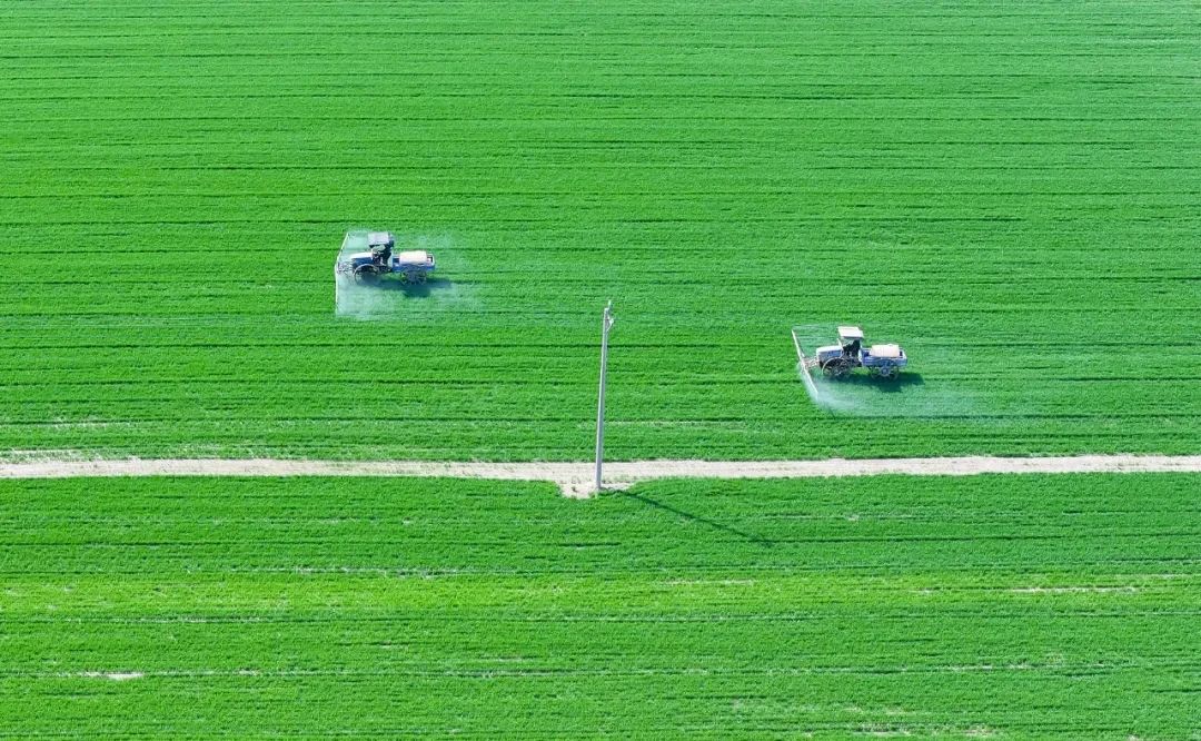 "黄磊家庭农场负责人黄磊说,科技春管为今年的小麦丰收打下良好的基础
