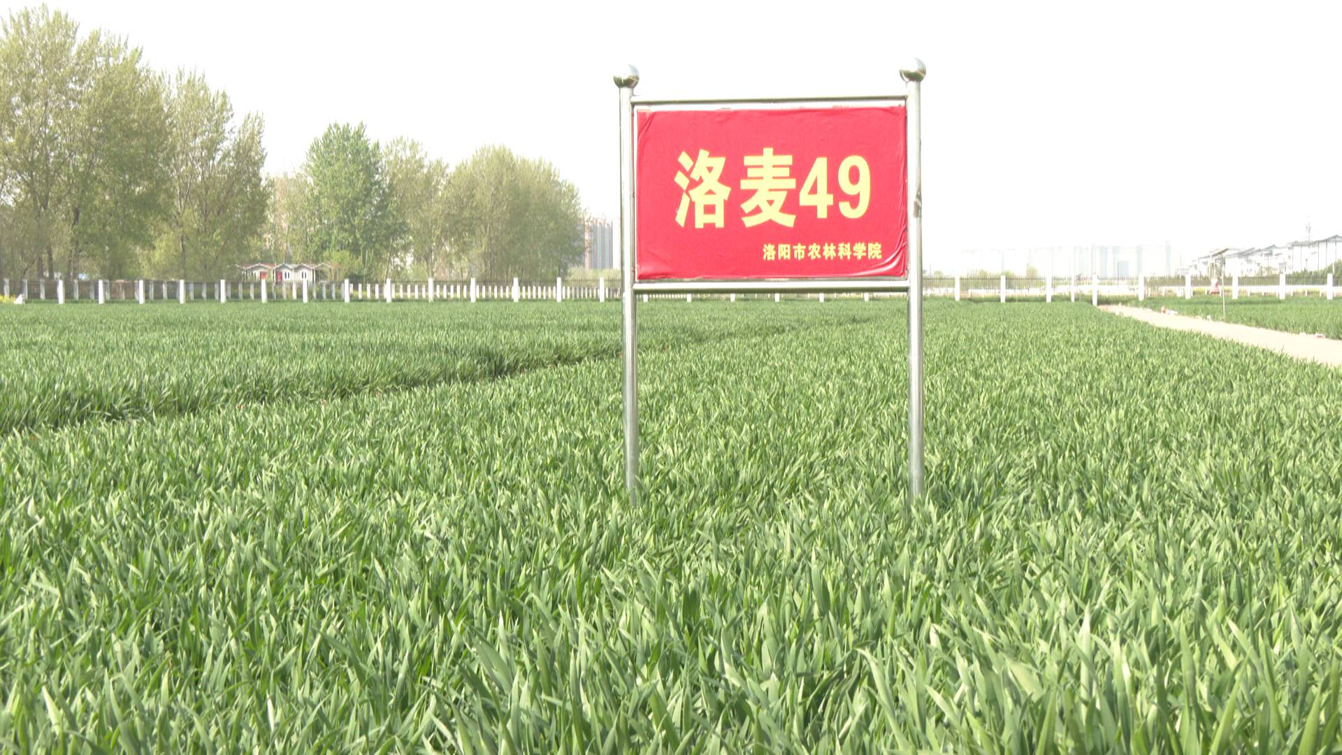 良种攻关 小麦专家同台献"技"-大象网
