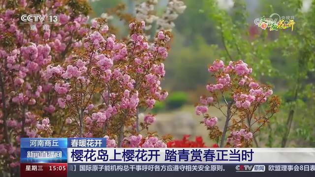 【央视关注河南商丘】樱花岛上樱花开 踏青赏春正当时