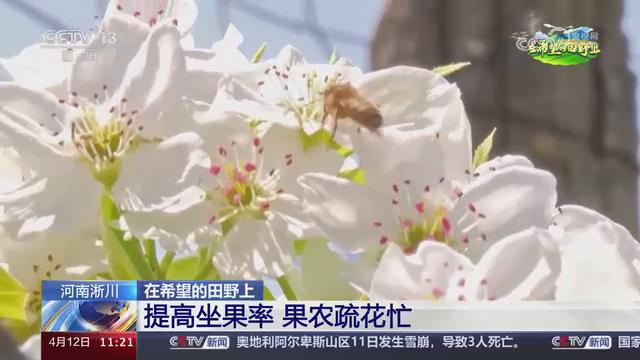 【央视关注河南淅川】提高坐果率 果农疏花忙
