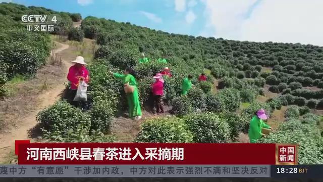 【央视关注河南西峡】1.6万亩春茶进入采摘期