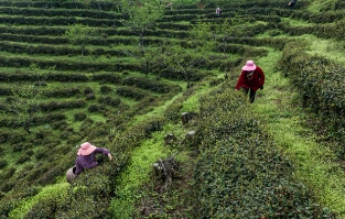 固始县：上春山，采春茶