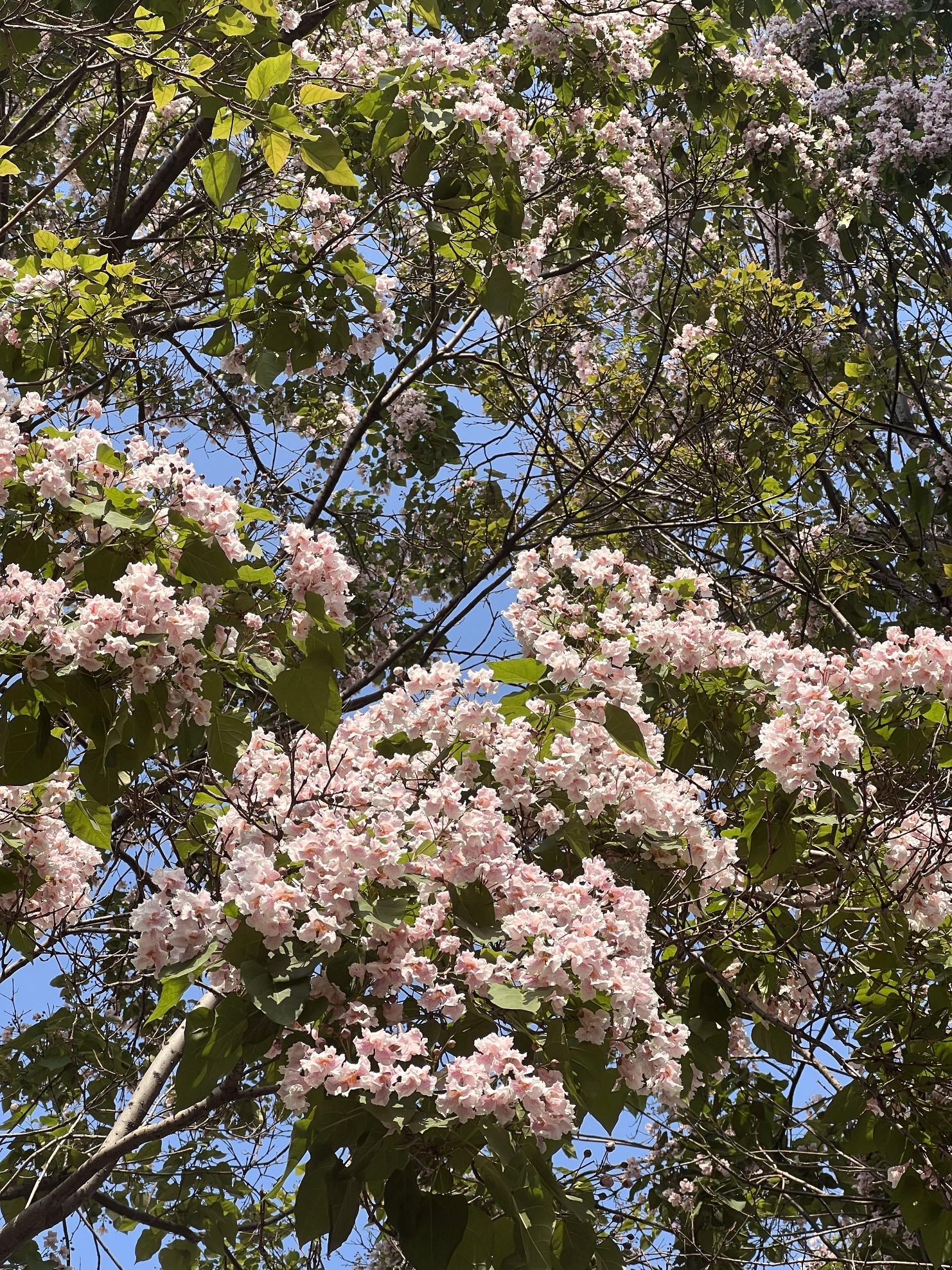 四月,正是楸树花开季节,在这个时候,楸树的枝头挂满了密密麻麻的花蕾