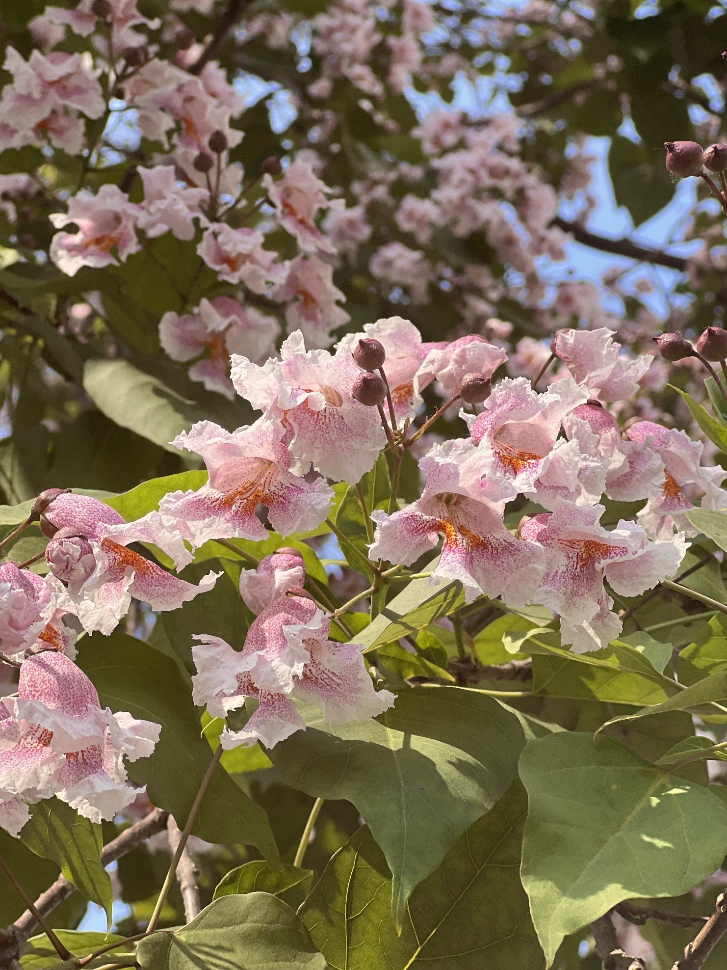 在这粉色楸树花盛开的道路上,不仅有车水马龙的繁华,更有盎然的春意与