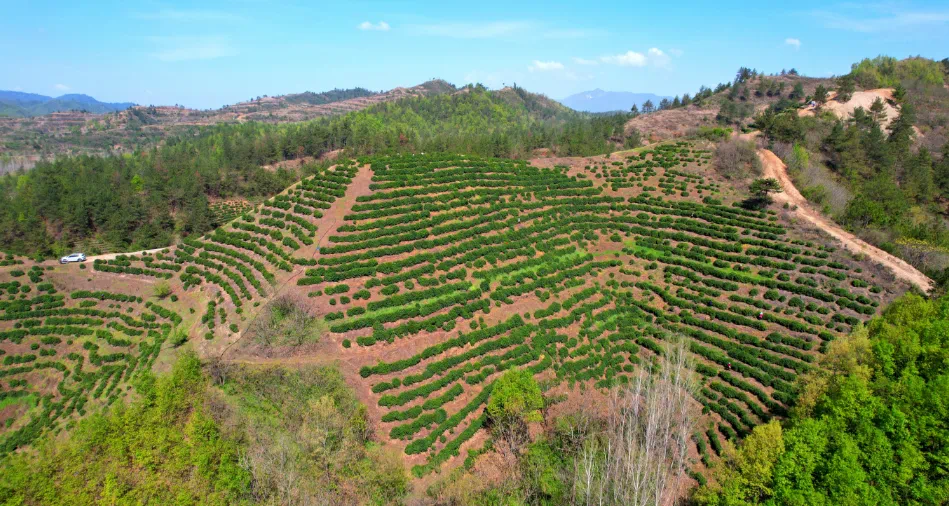 南阳市西峡县:春来采茶忙 非遗歌飞扬-大象网