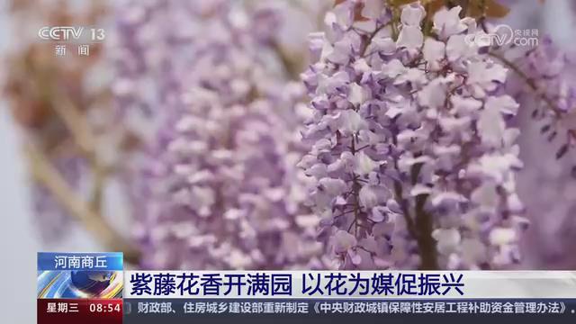 【央视关注河南商丘】紫藤花香开满园 以花为媒促振兴