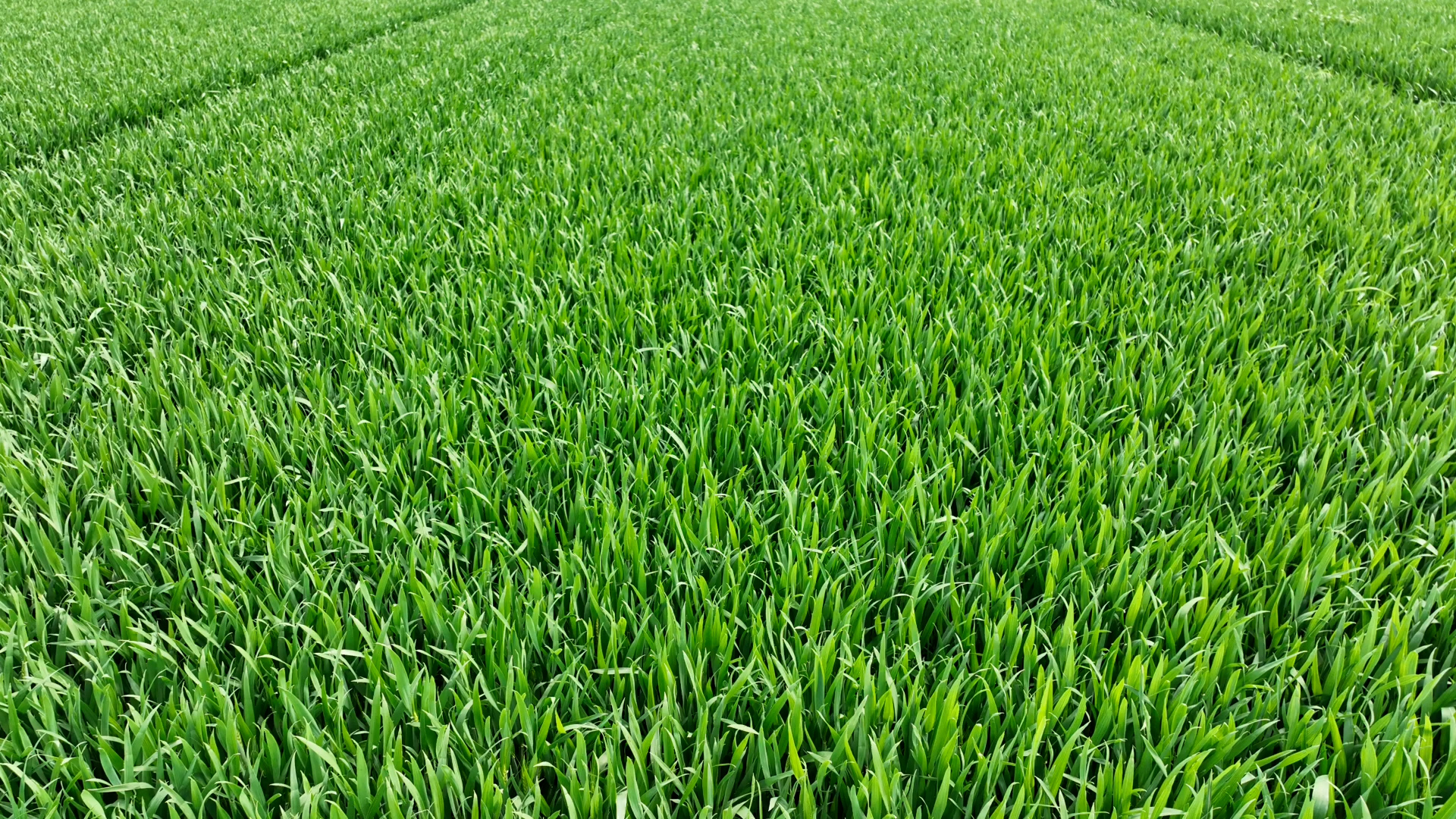 新乡:"中原农谷"育良种  助力小麦单产提升