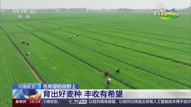 【央视关注河南新乡】育出好麦种 丰收有希望