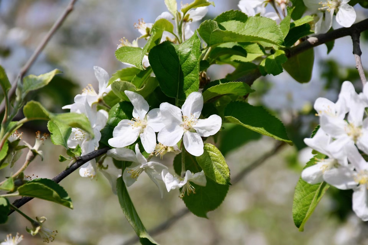 走进高山集团乔沟苹果基地,浓浓花香扑鼻而来,缤纷的苹果花如云如雾