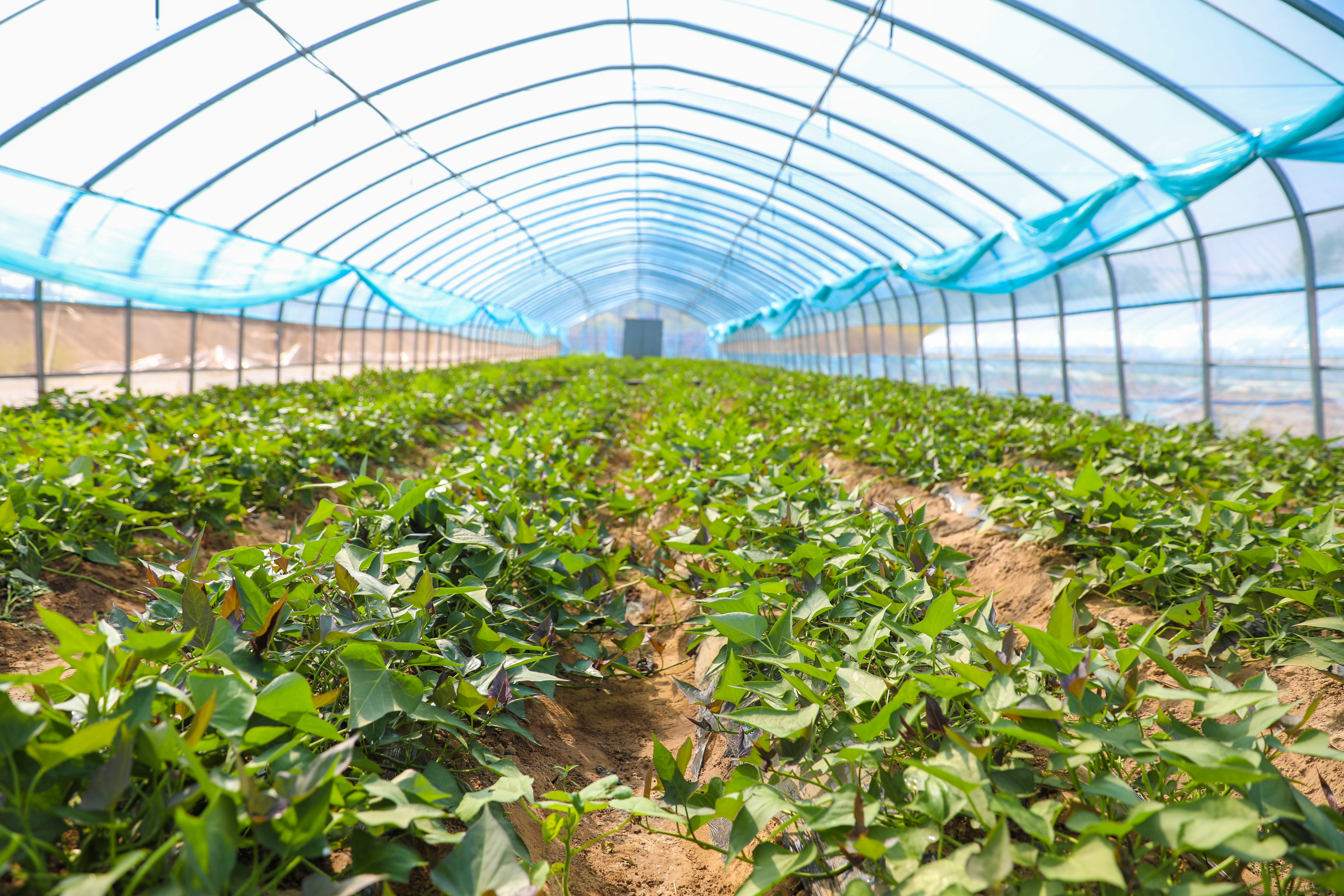 清丰县韩村镇邀您共赴红薯之约