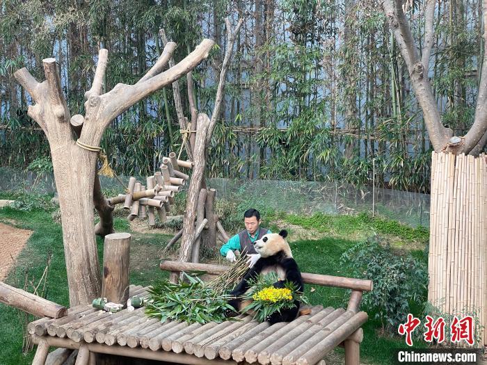 美不雅回顾！大熊猫“福宝”记实片将于今秋在韩上映