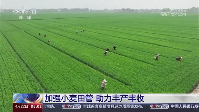 【央视关注河南新乡】加强小麦田管 助力丰产丰收