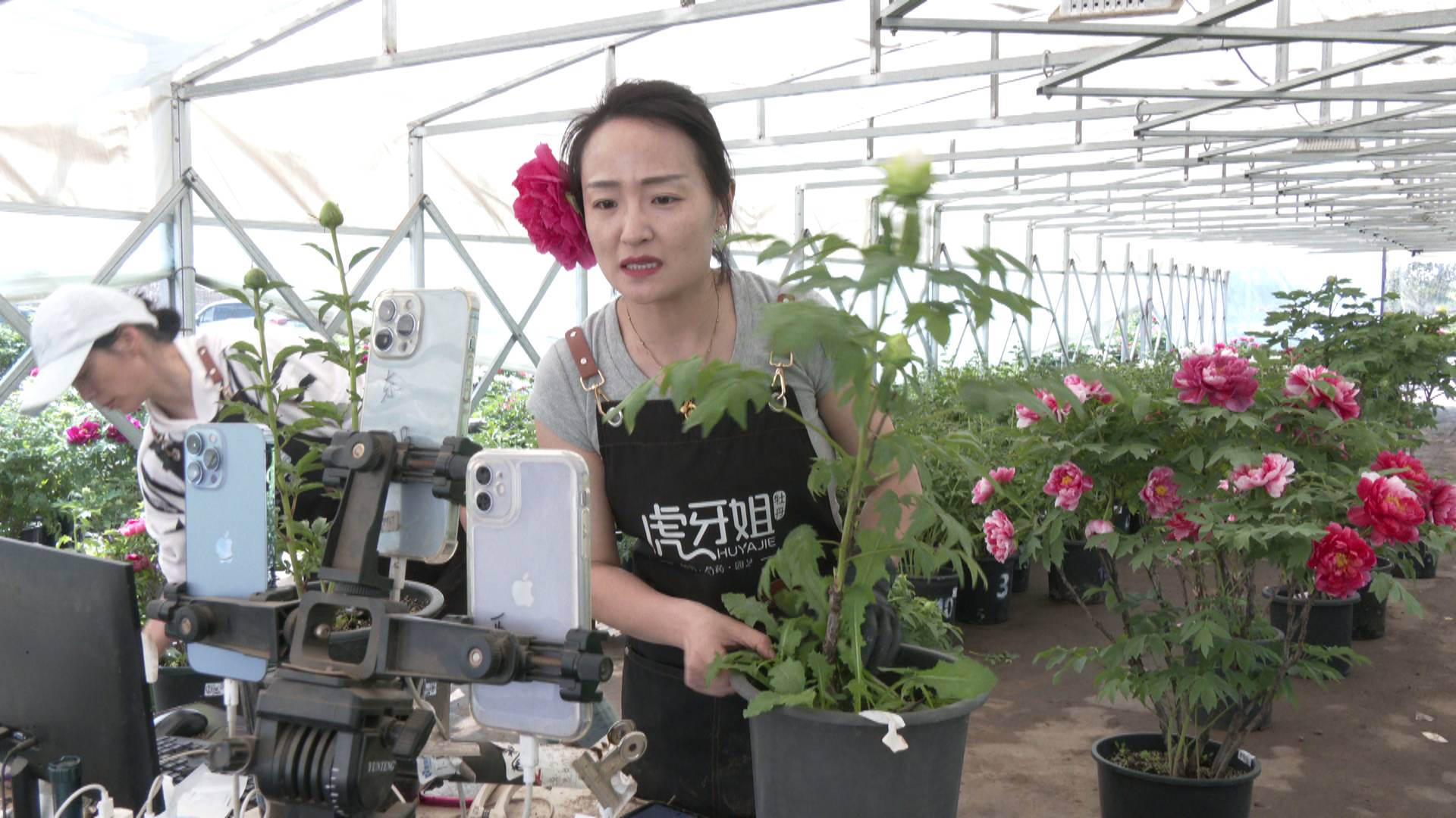 "看一下主播面前这棵,这个是3年苗的"黄冠".