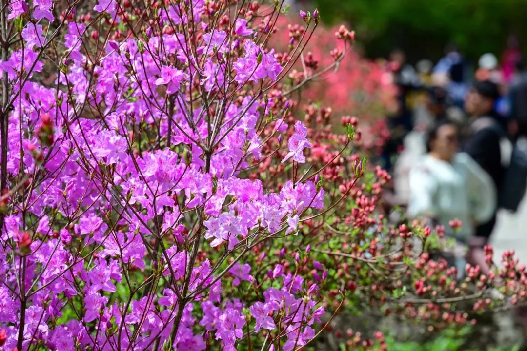 这里的杜鹃花海惊艳绽放,颜值爆表!-大象网