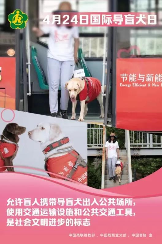【国际导盲犬日】关心盲人,关爱导盲犬