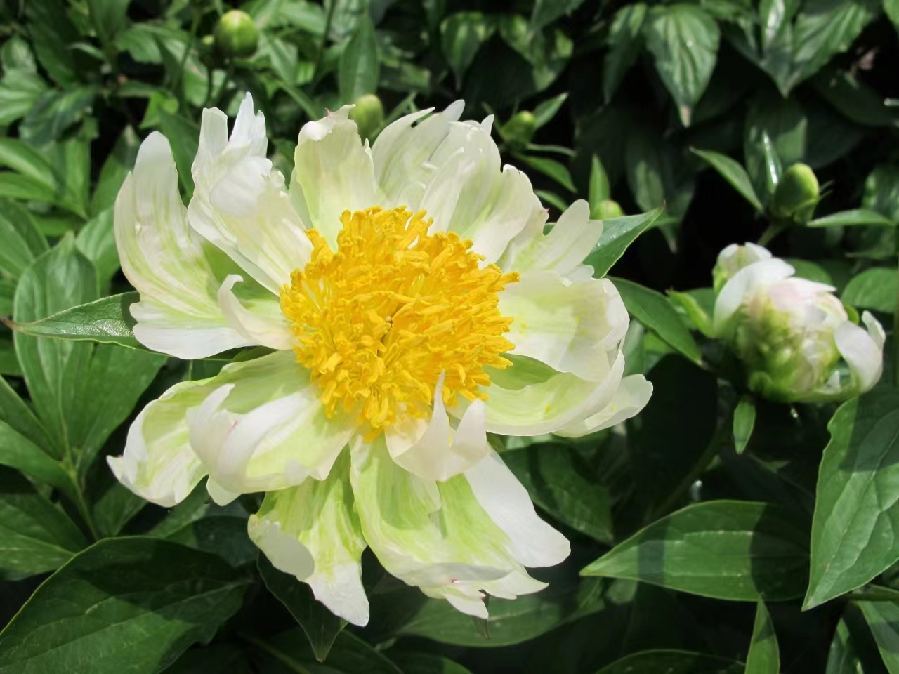 终于成功培育出了这种绿色芍药,它不仅丰富了芍药品种的多样性,也为