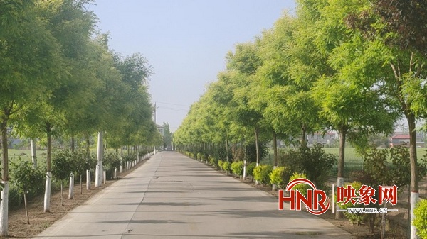 商水县东城街道：修路肩植绿树 扮靓乡村幸福路
