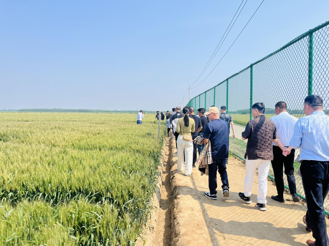 信阳市平桥区引进“超级小麦” 种出好“丰”景