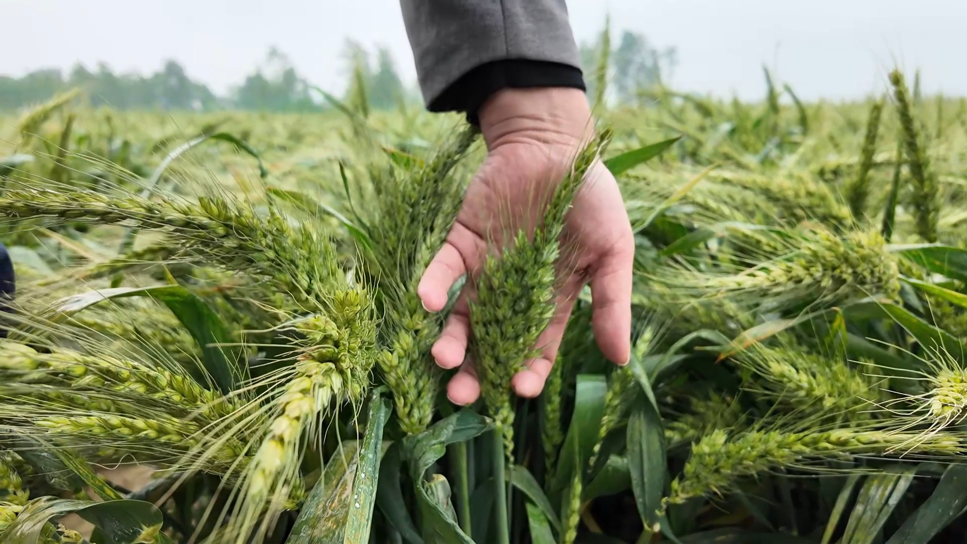 亩产2000多斤"超级小麦"长啥样?