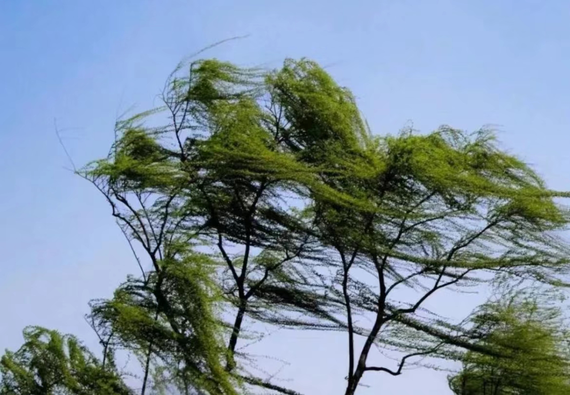 大象网-河南广播电视台-河南网络广播电视台