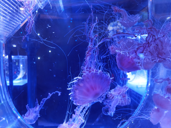 【从"新"出发,向"绿"而行】把大海"搬"到眼前!