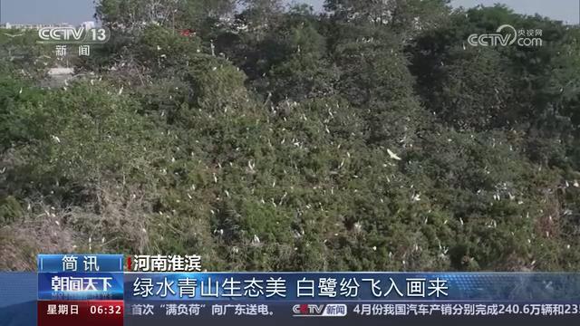 【央视关注河南淮滨】绿水青山生态美 白鹭纷飞入画来