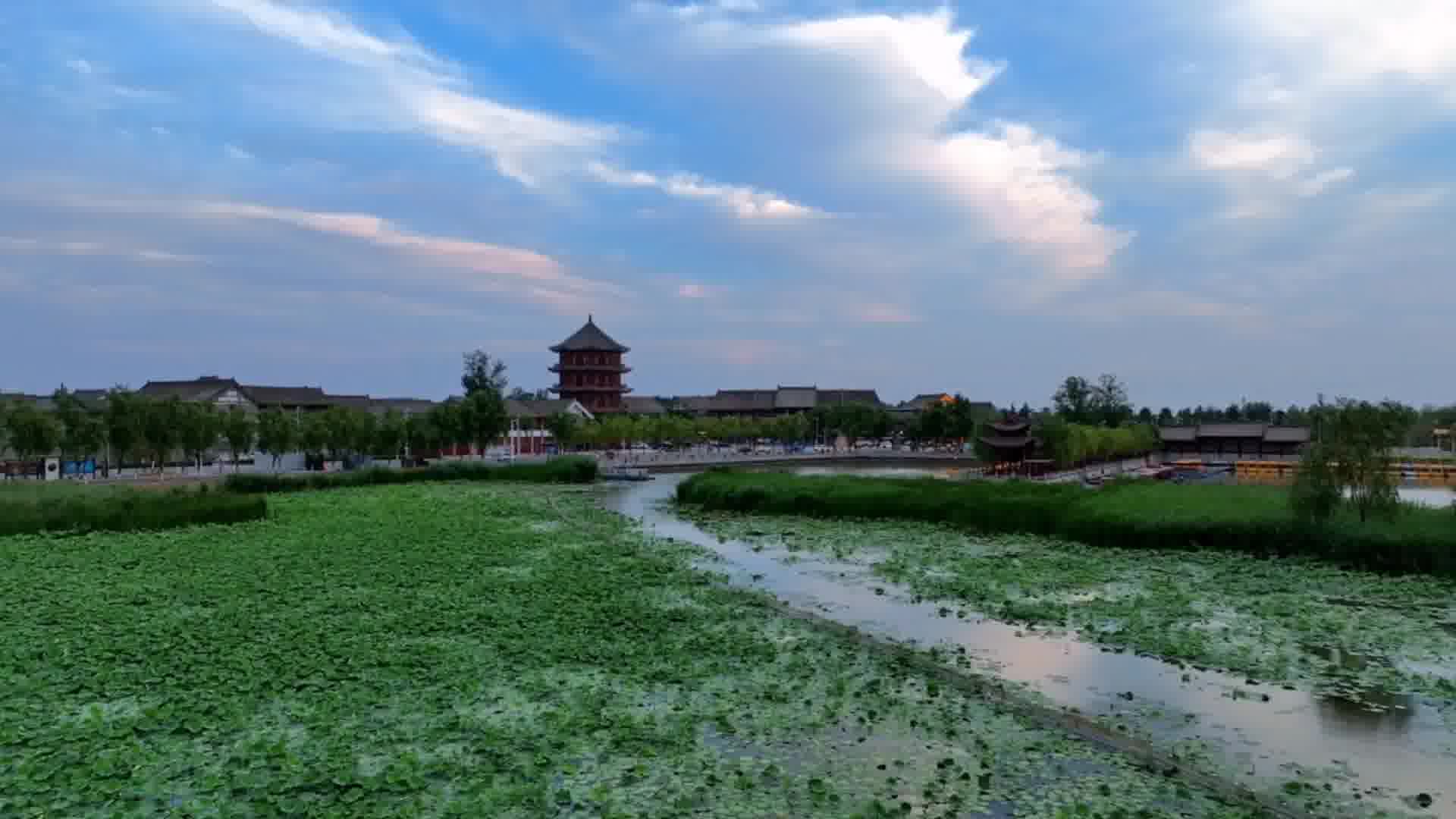 周口淮阳区龙湖夏日好生态荷花出水鸟悠游