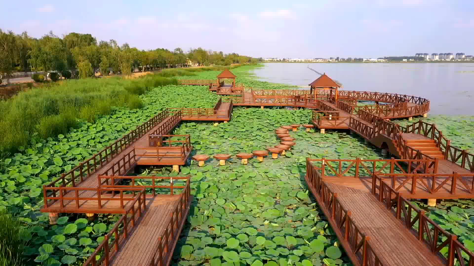 周口淮阳区栈桥荷韵