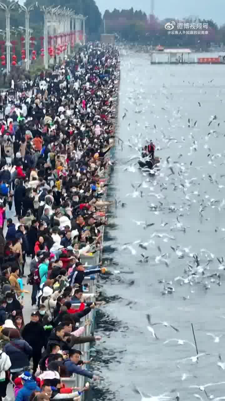 栈桥喂海鸥图片