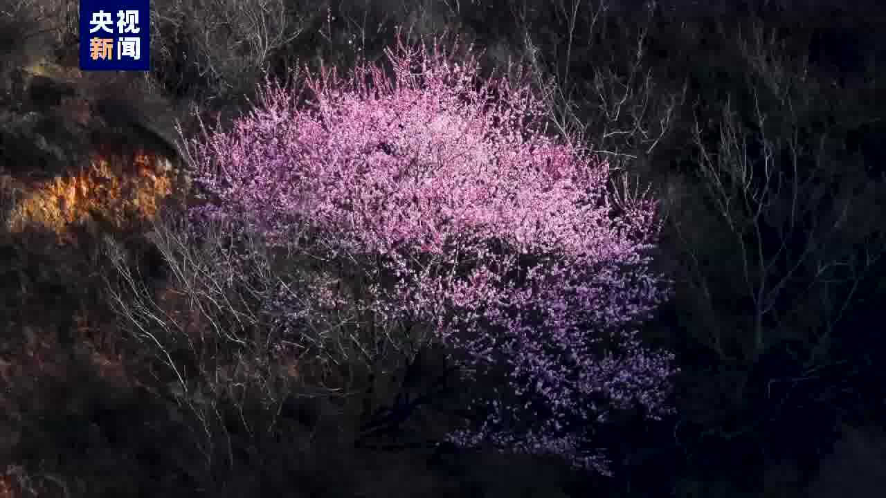 春景壁纸图片大全高清图片