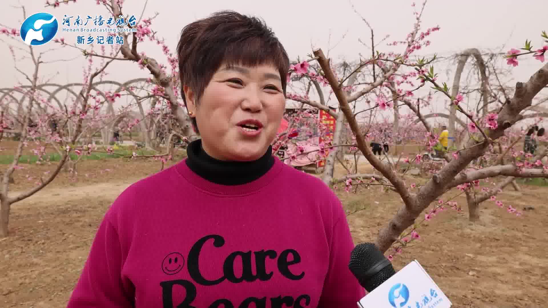 做好桃经济卫辉市第26届桃花节开幕