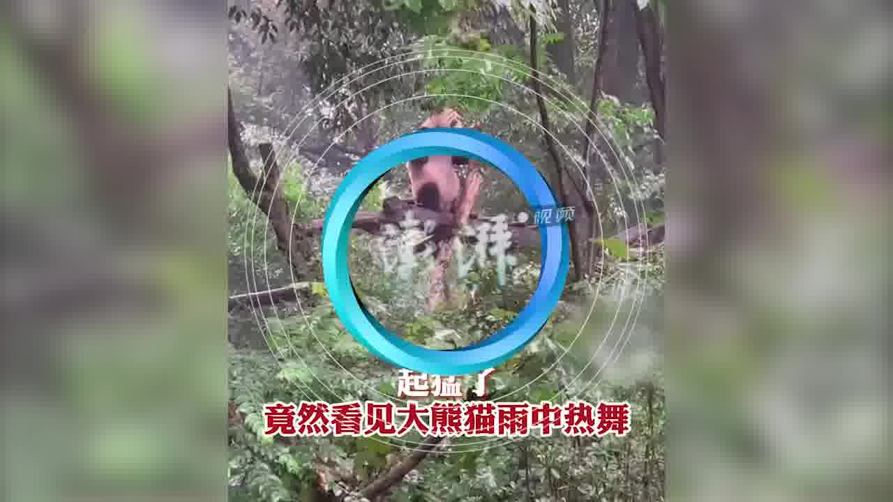 熊猫热舞图片