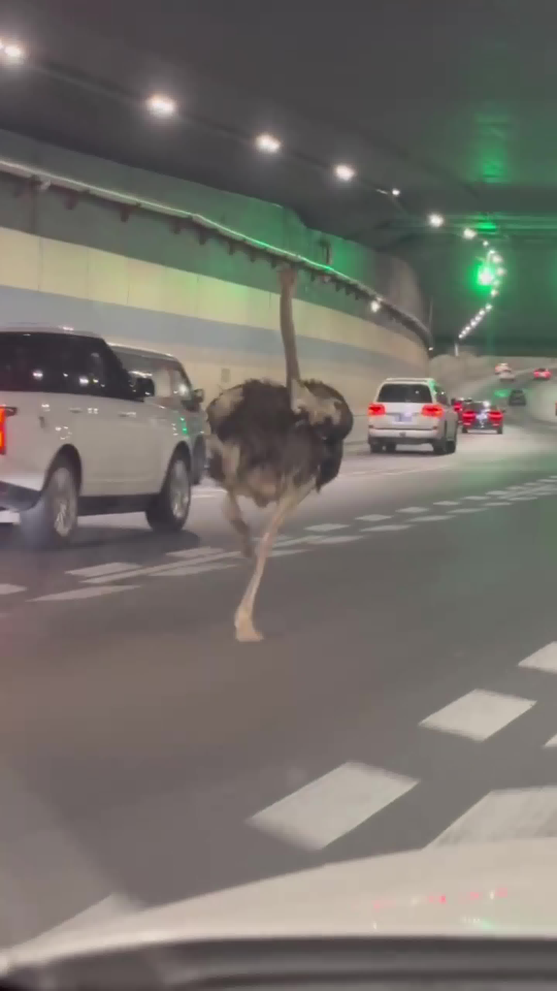 早高峰郑州路面惊现一只鸵鸟一路狂奔从高架跑进隧道