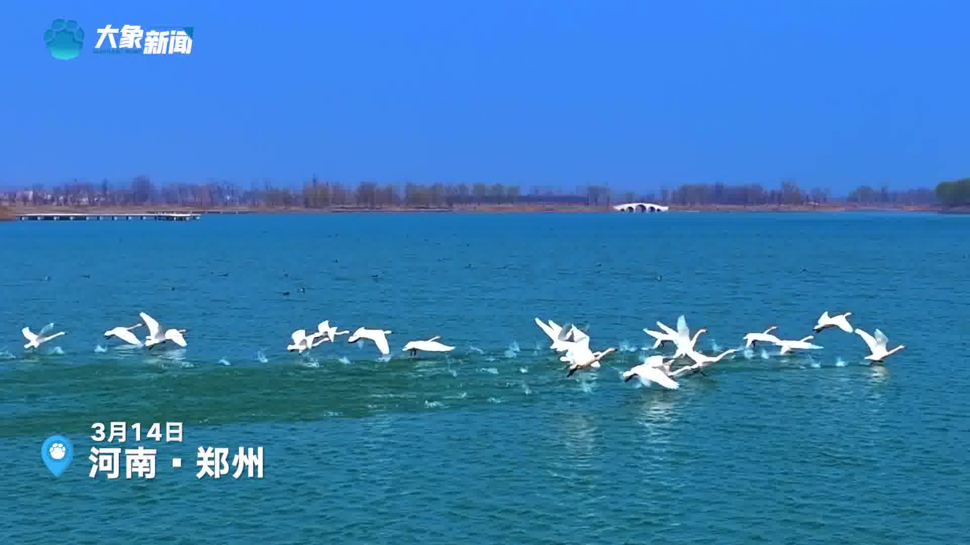 雁鸣湖春光:天鹅共舞,自然之美