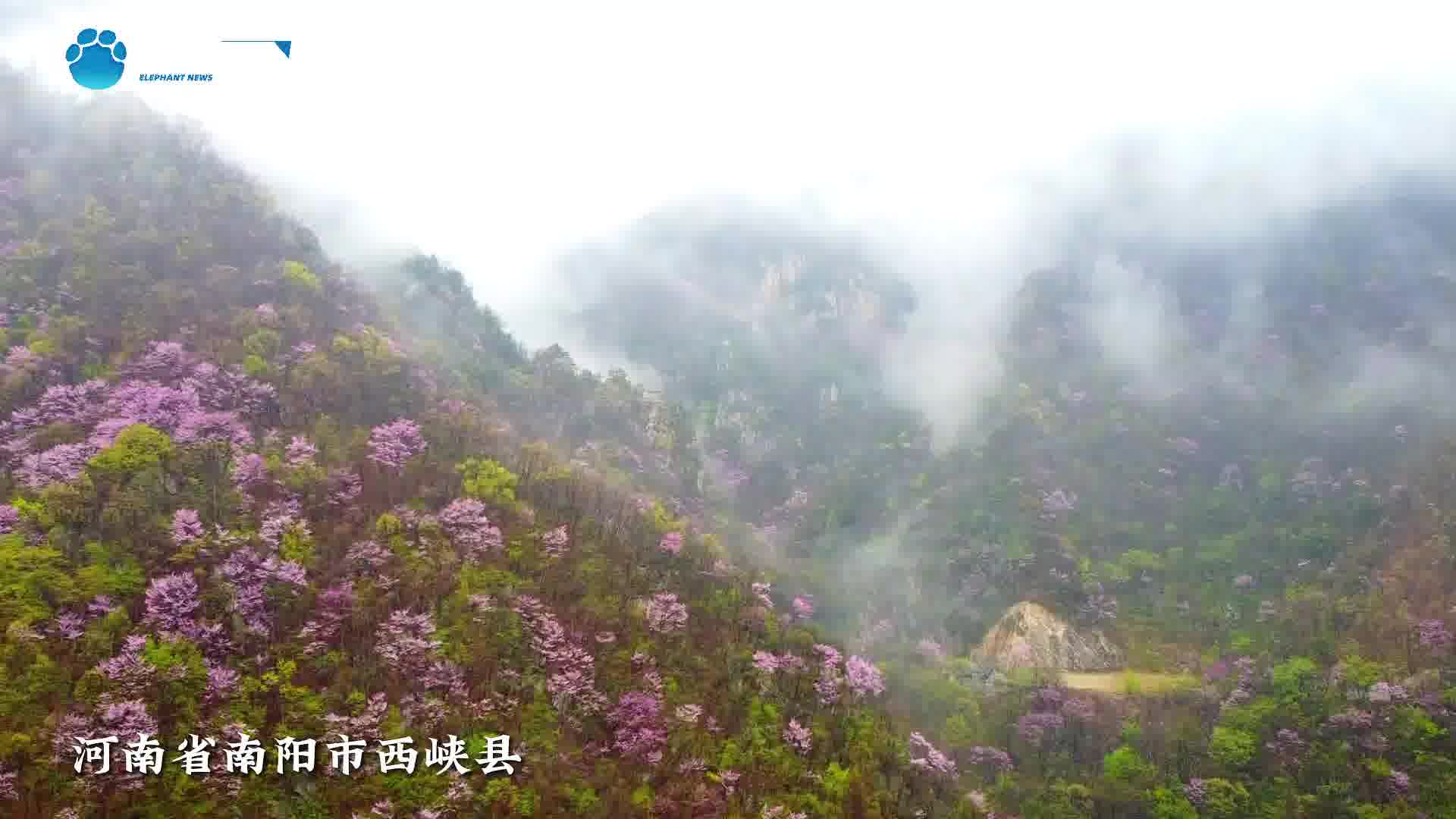 河南西峡:野生紫荆花开绚烂多姿-大象网