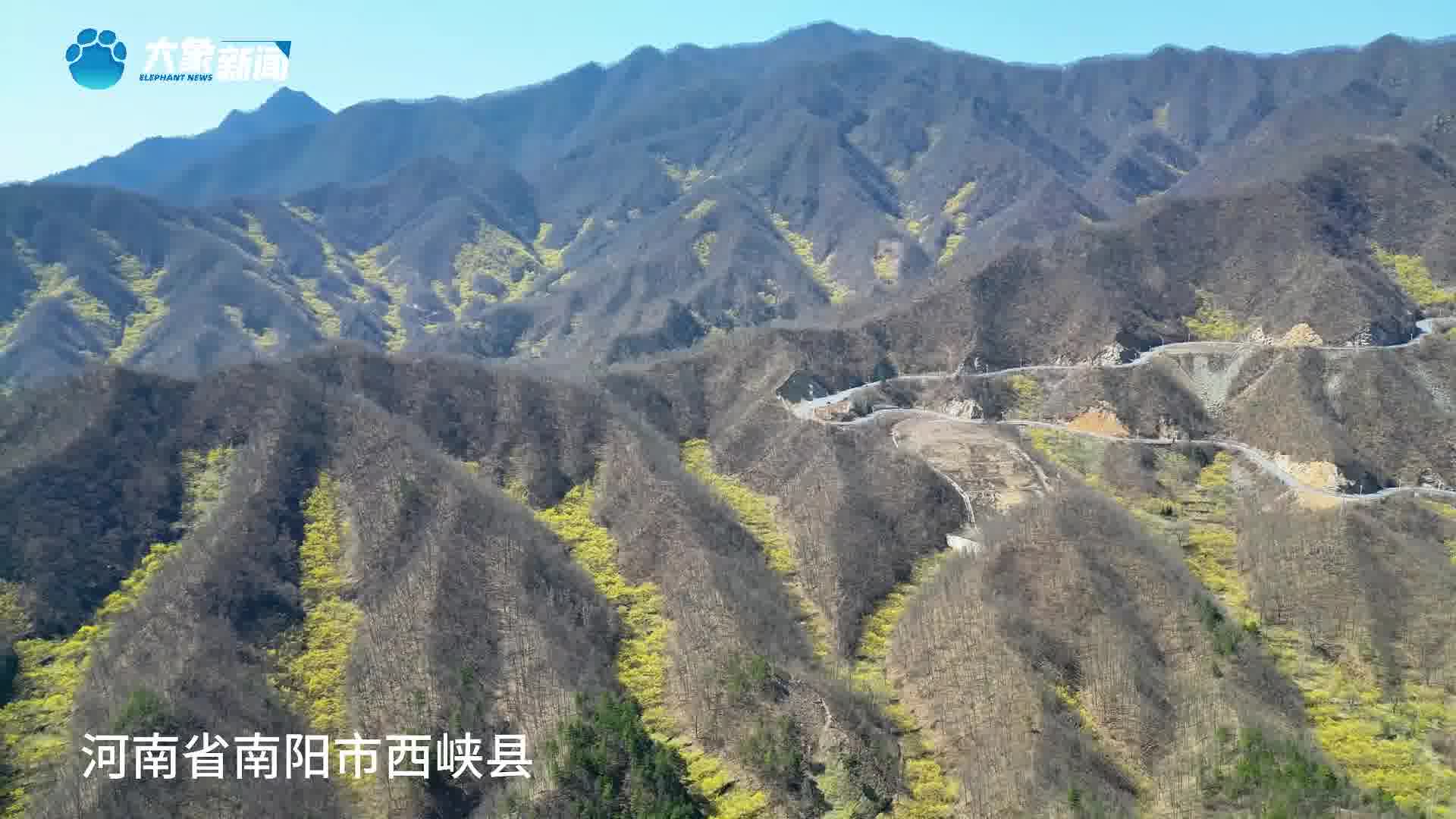 河南西峡:缤纷山花漫山彩-大象网