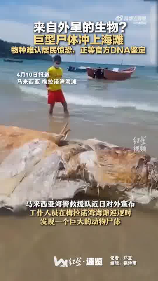 巨型不明生物尸体冲上马来西亚海滩,散发难闻气味,居民恐慌-大象网