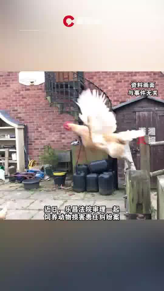 公鸡"跳楼"砸伤过路男子致骨折,主人被判赔4万余元-大象网