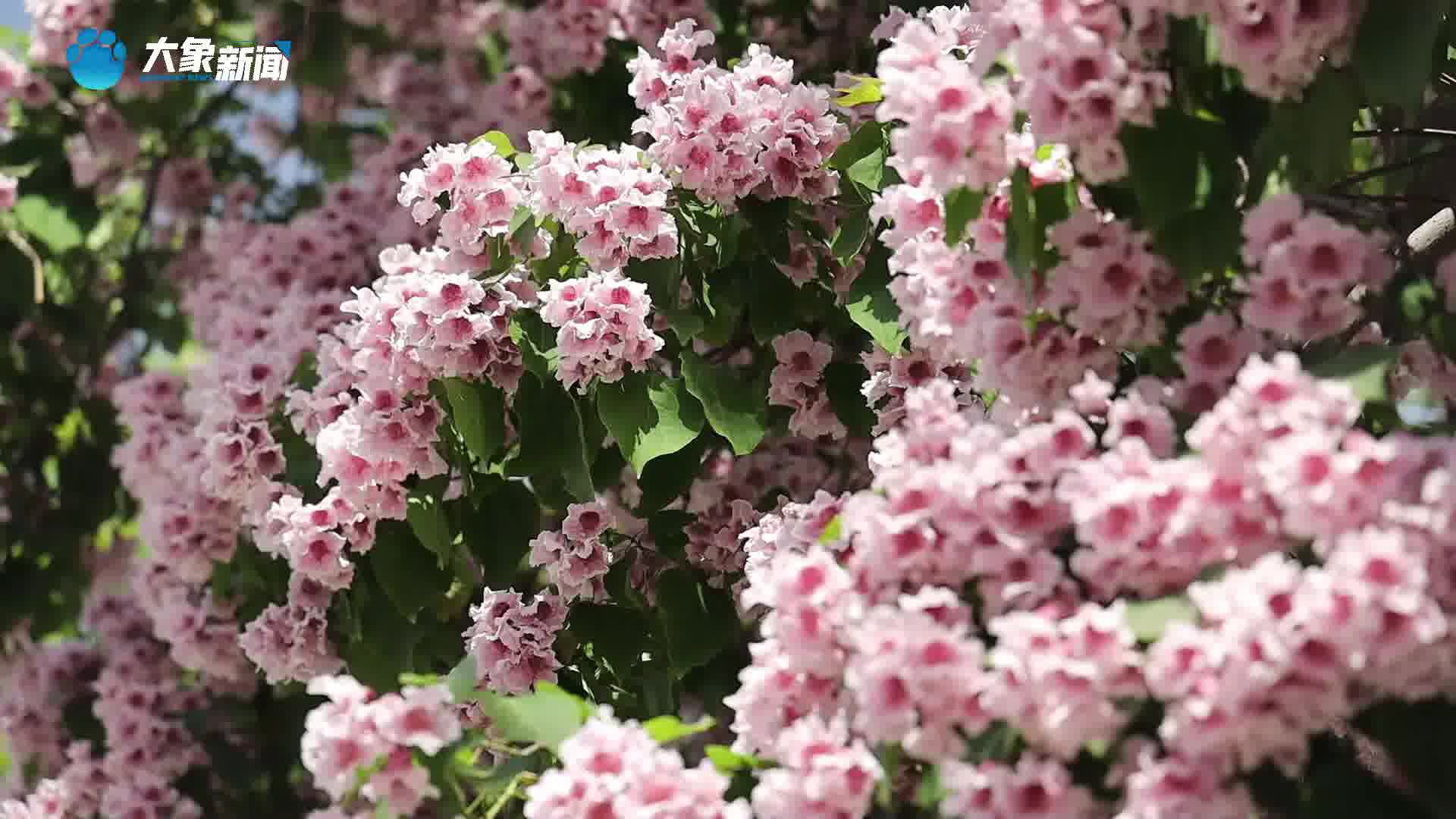 河南三门峡:楸树花开 璀璨似锦-大象网