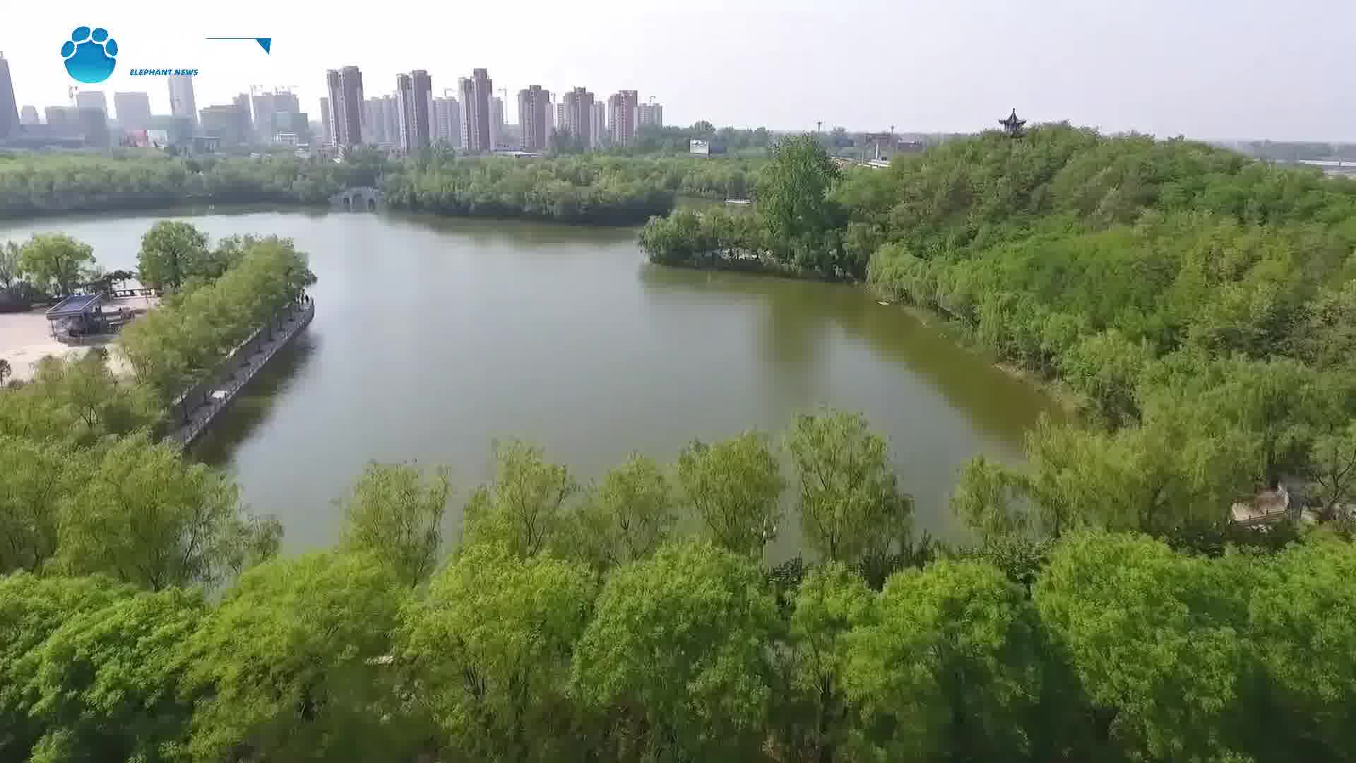 河南沈丘:槐花盛开引客来