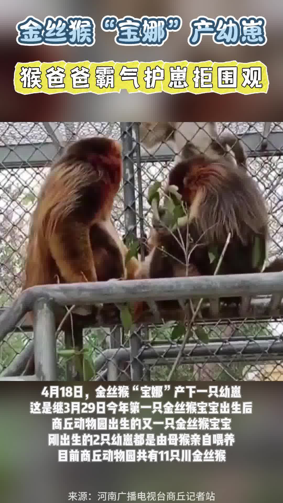 商丘动物园金丝猴"宝娜"产幼崽 猴爸爸霸气护崽拒